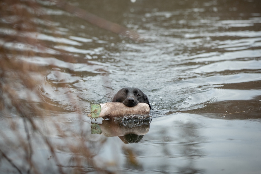 Labradors van 't Balkenhof